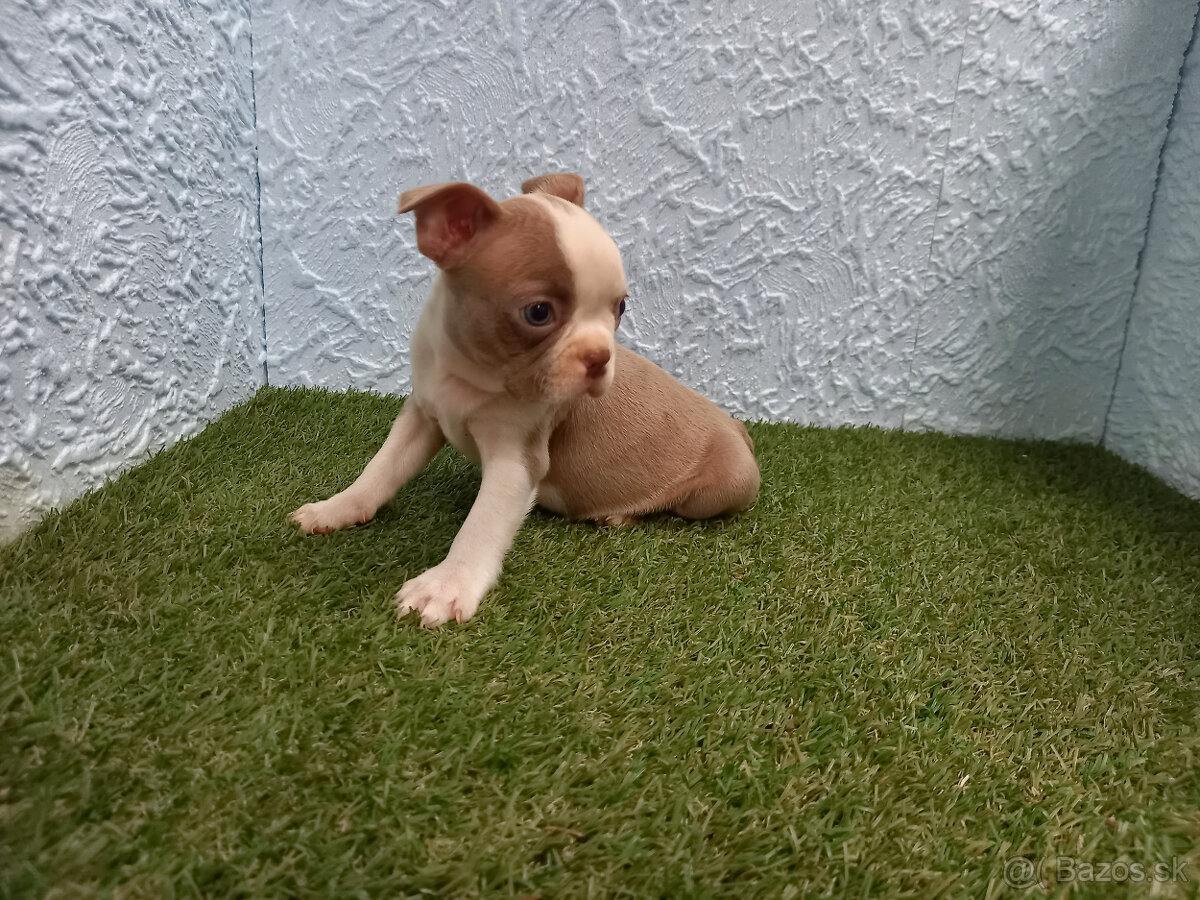 Boston,Bostonský terrier,Boston terrier - 2