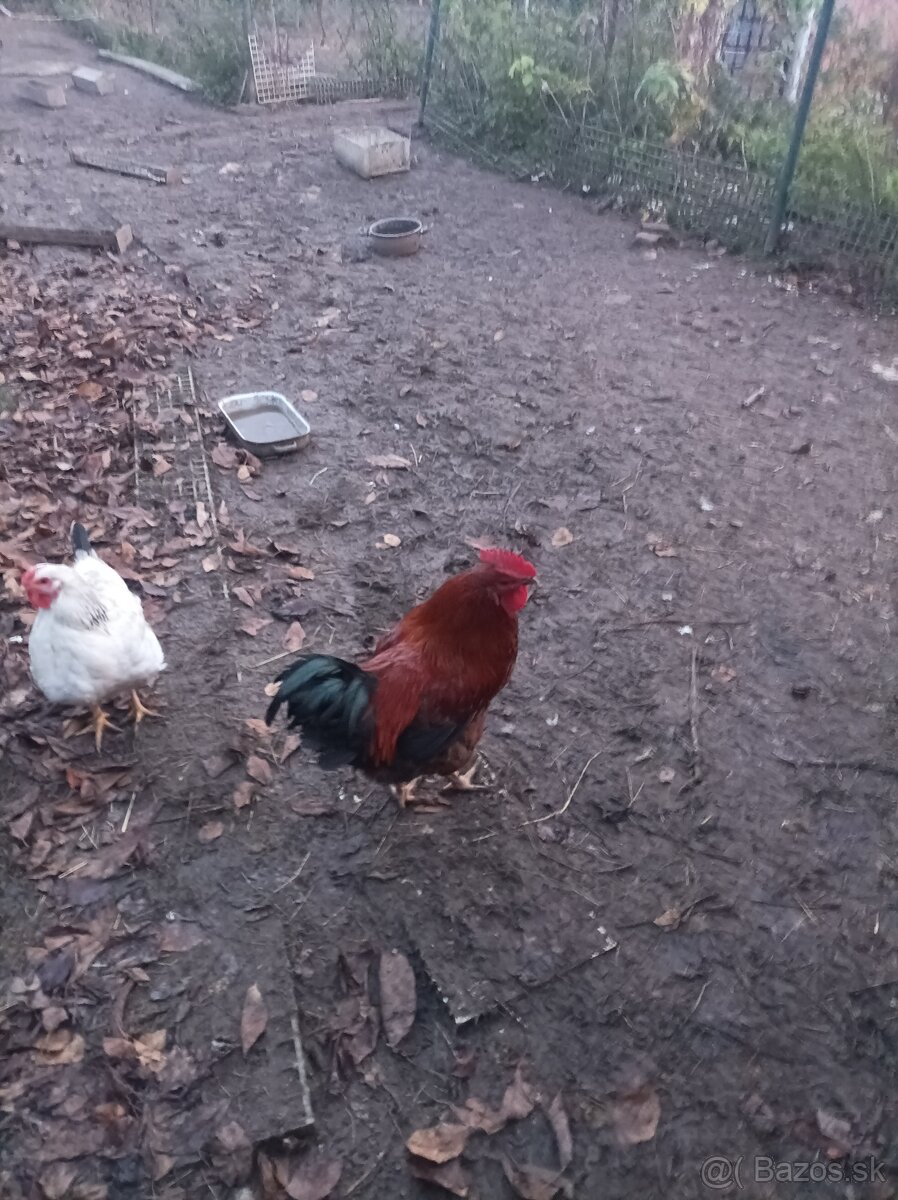 Predám kohútov - 2