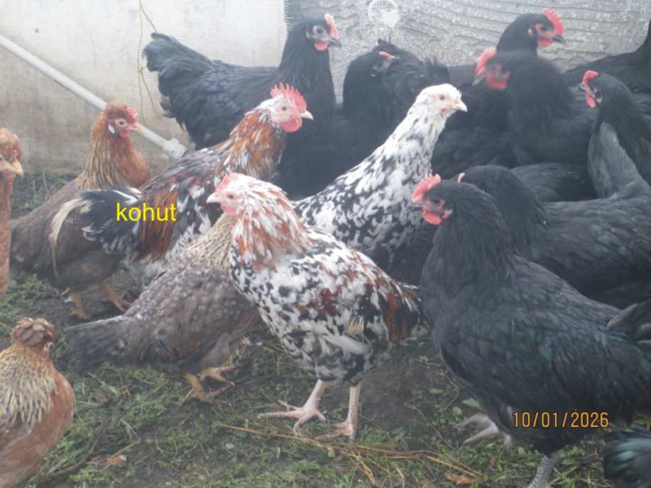 Predam kohutov - 2