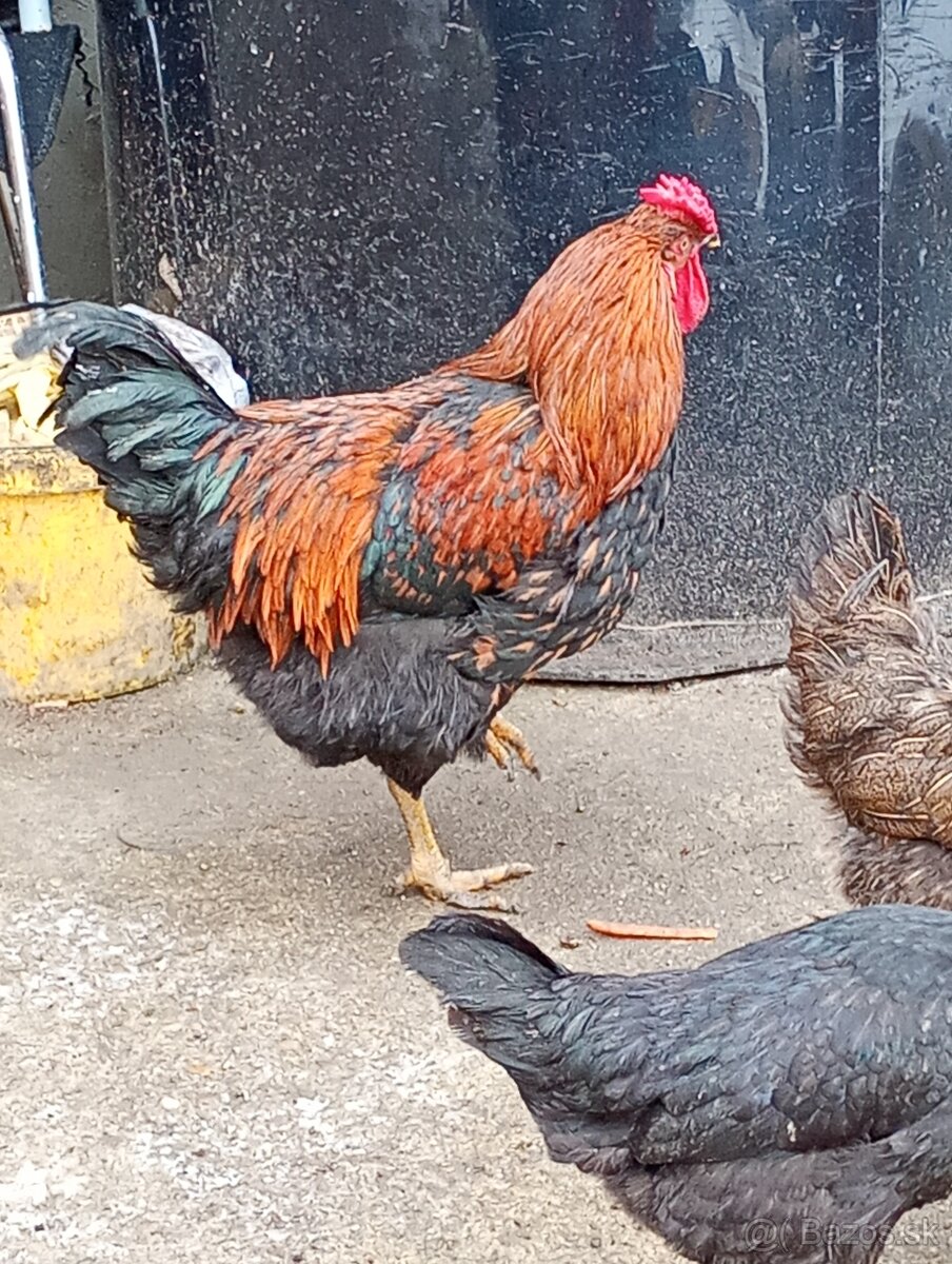 Predám mladé kohúty.2025 - 2