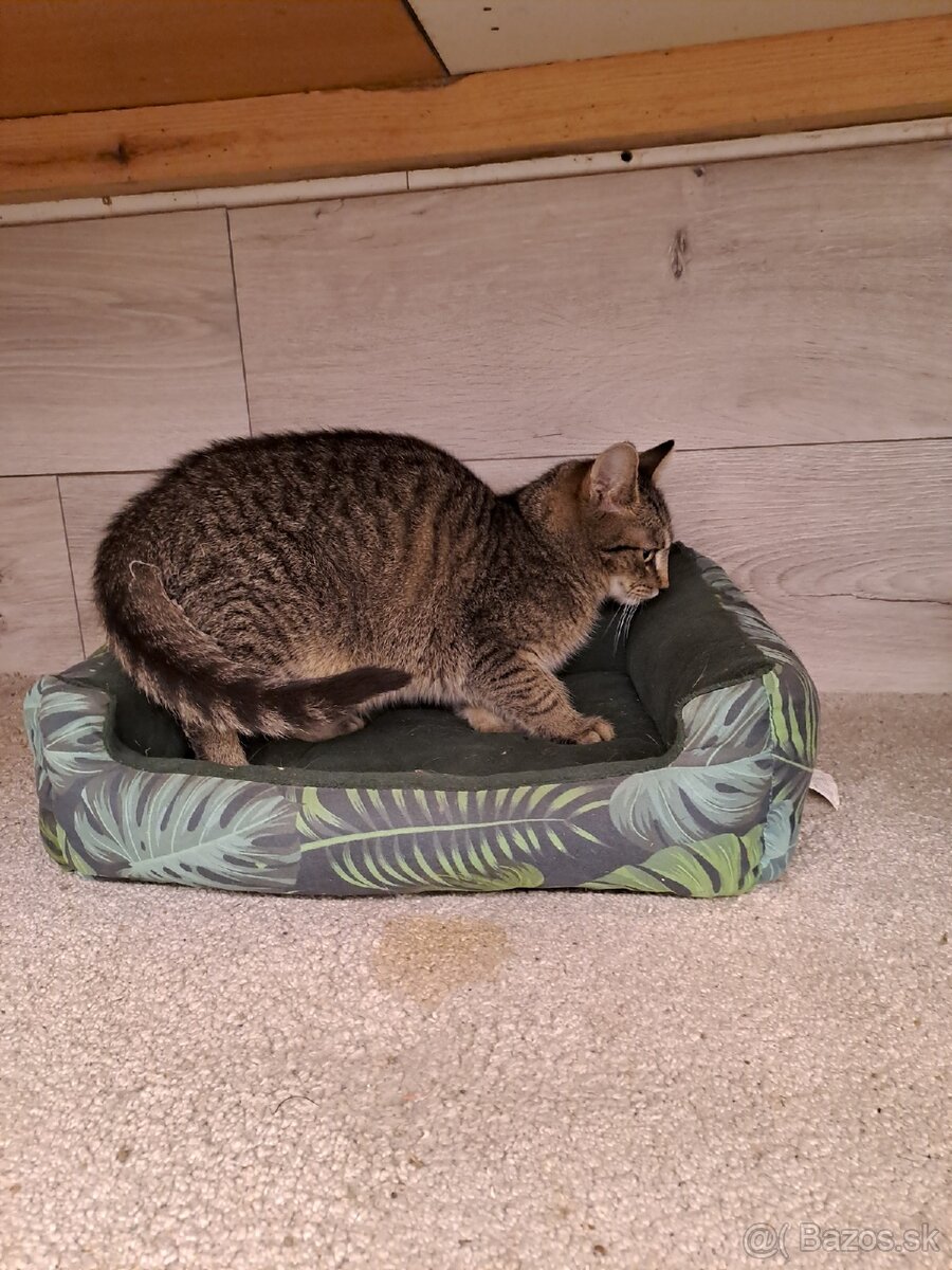 Darujem kocúrika - 2