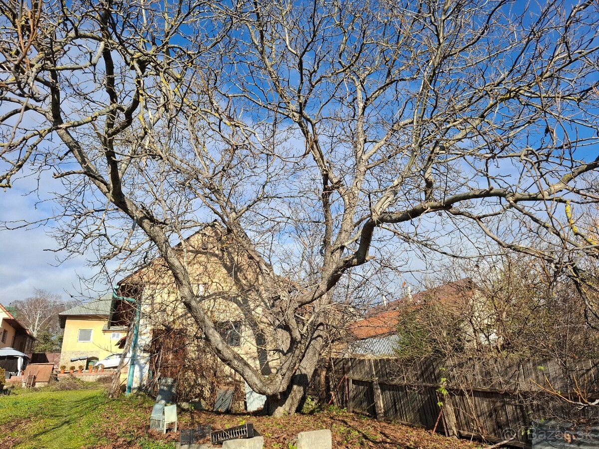Predám strom orech - 2