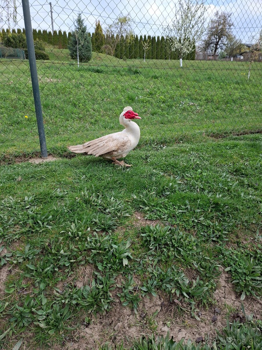 čínske kačice - 2