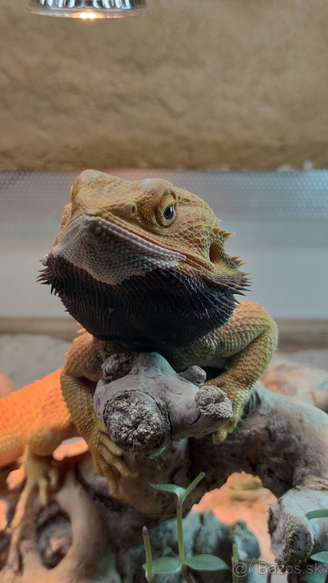 Agama bradatá orange - 2