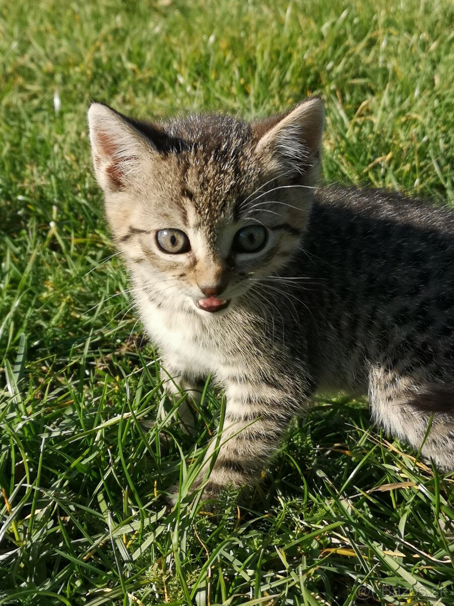 Darujem krásne mačiatka - 2