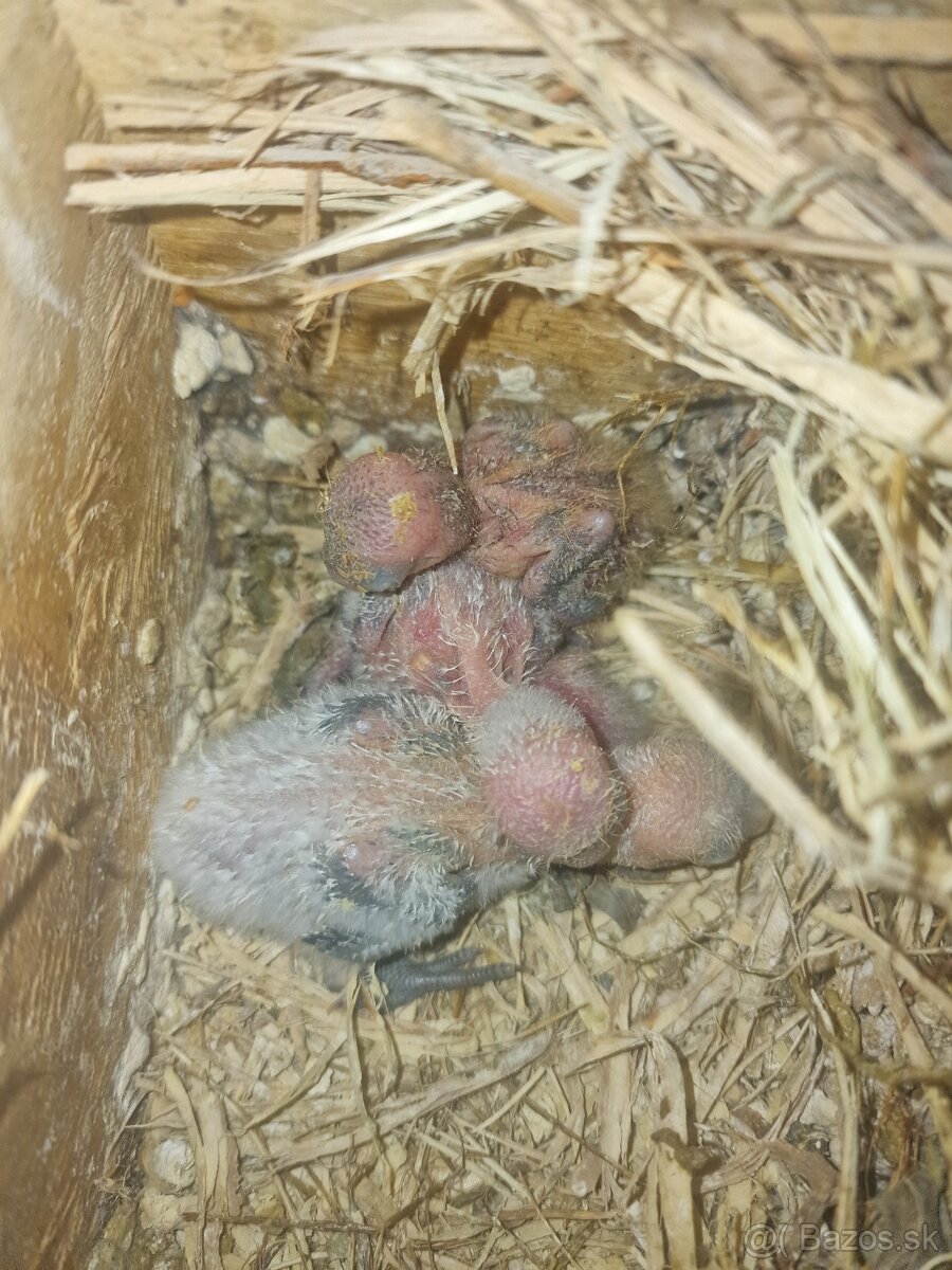 Agapornis fisher na dokrmenie - 2