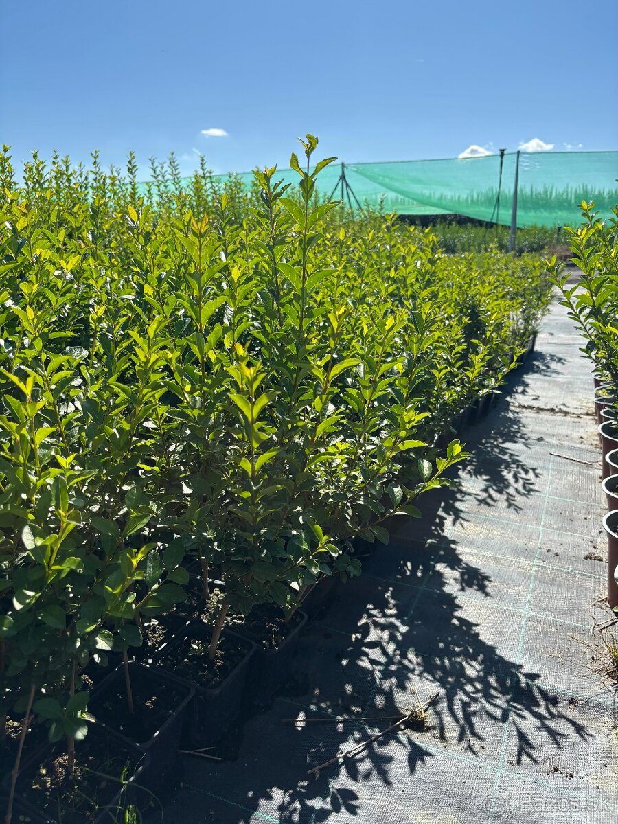 Vtáčí zob vajcovolistý - 2