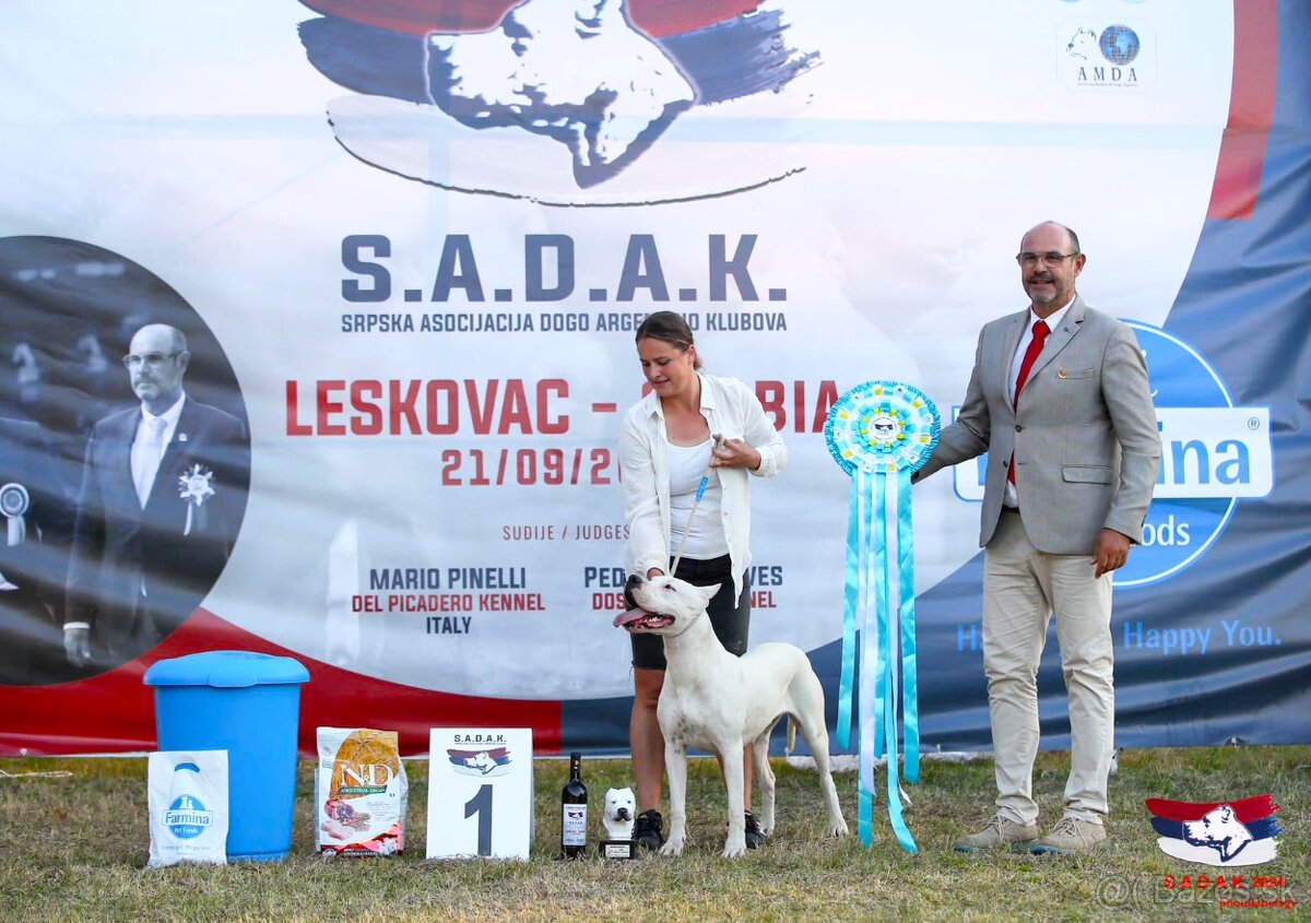 Argentínska doga - sučka s PP - 2