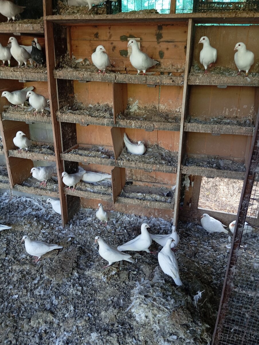 Biele poštové holuby - 2