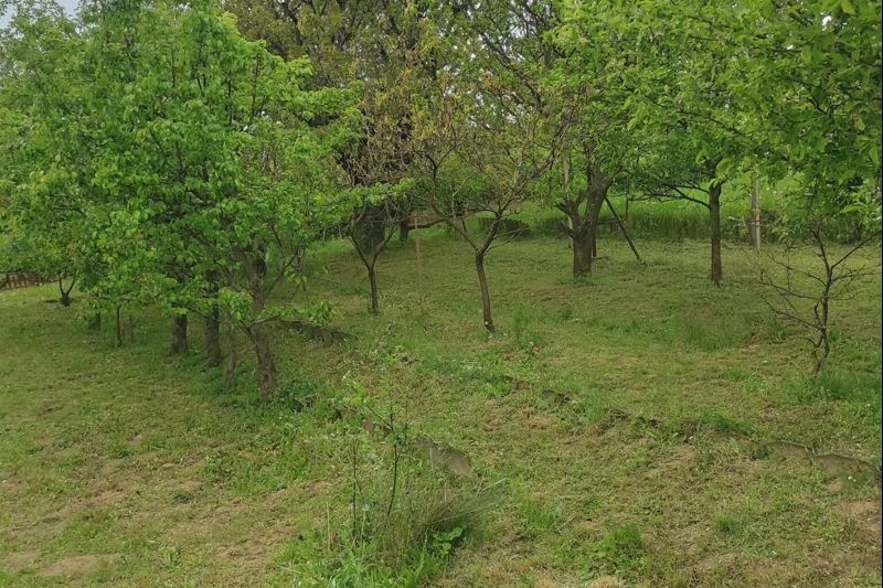 Záhrada ( Nové Mesto nad Váhom) - 2