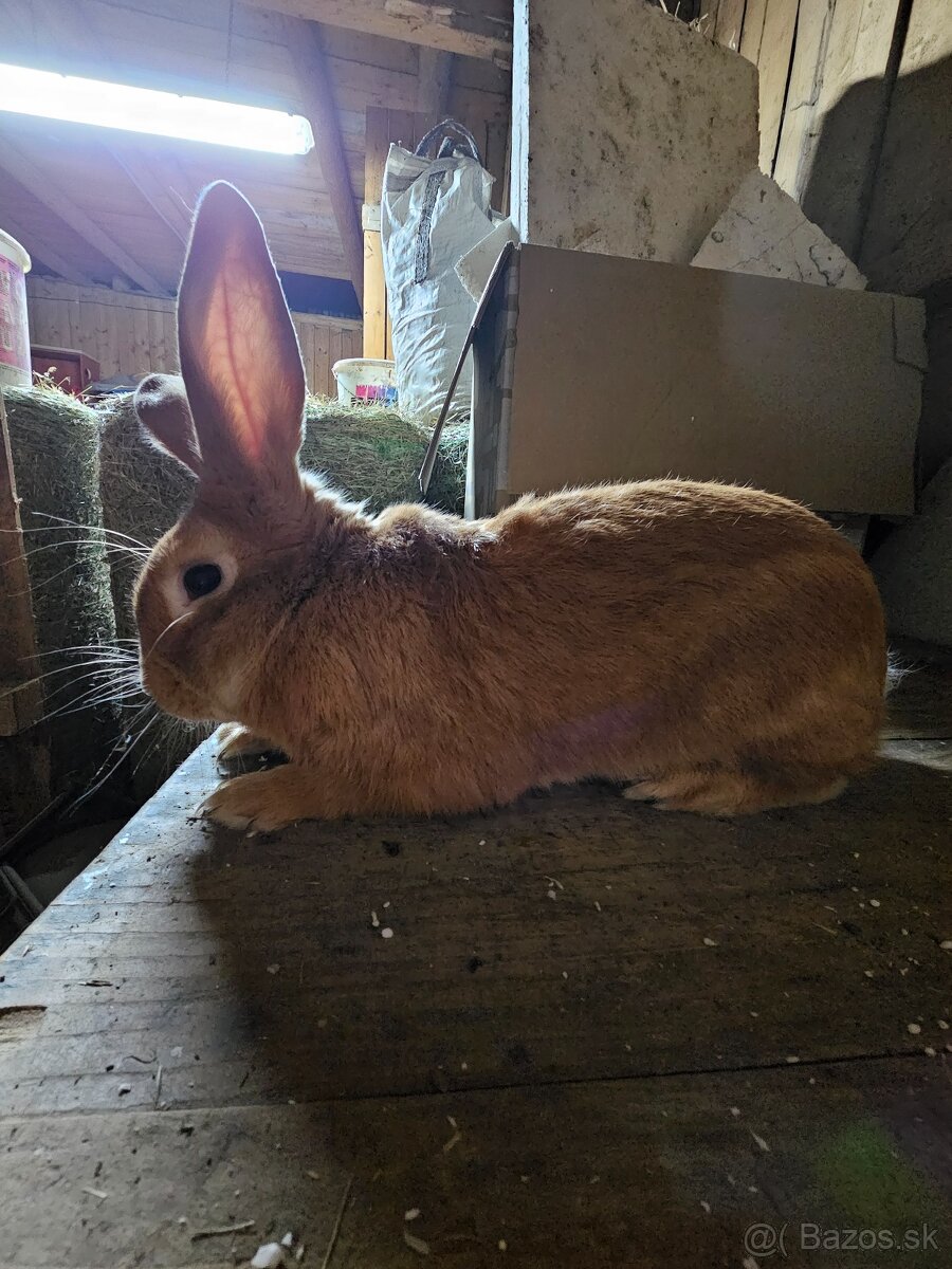 Burgundský králik - 2