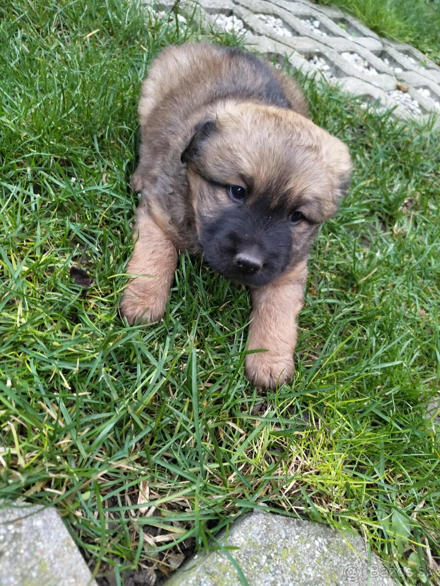 Darujem šteniatko – len do dobrých rúk - 2