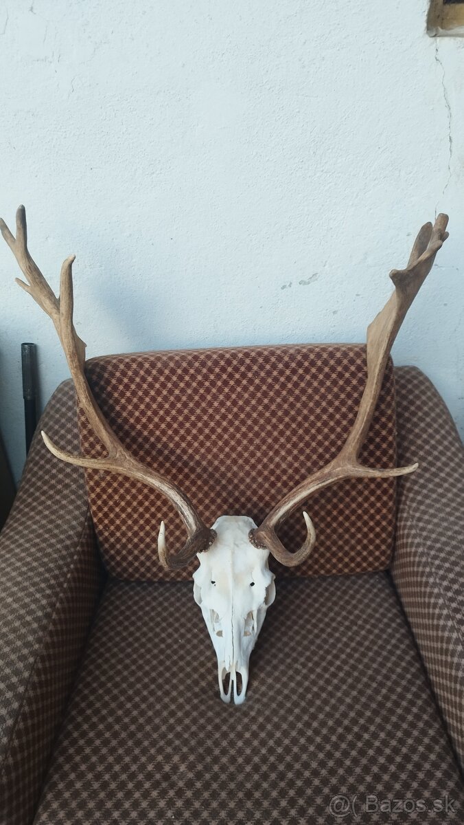 Predám trofej Daniela parožie zhody trofeje. - 2