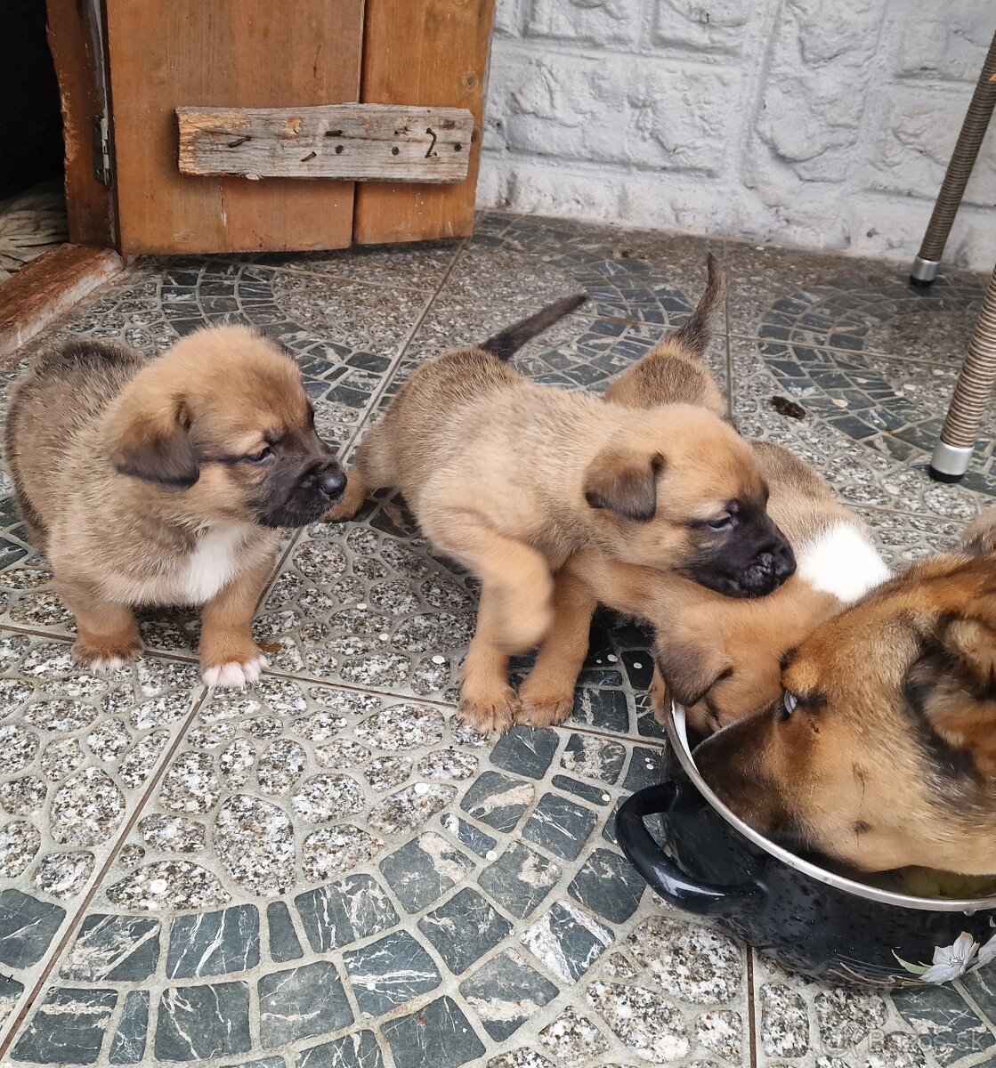 Darujem šteniatka - 2