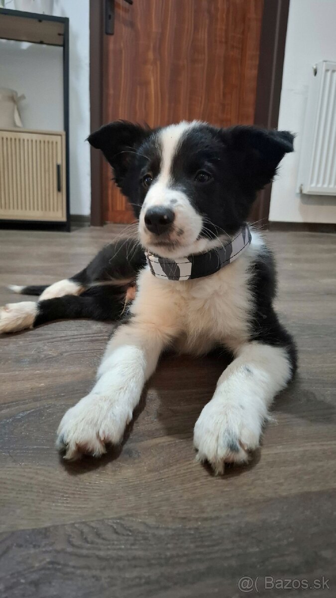 Border kólia s PP (ISDS) - 2