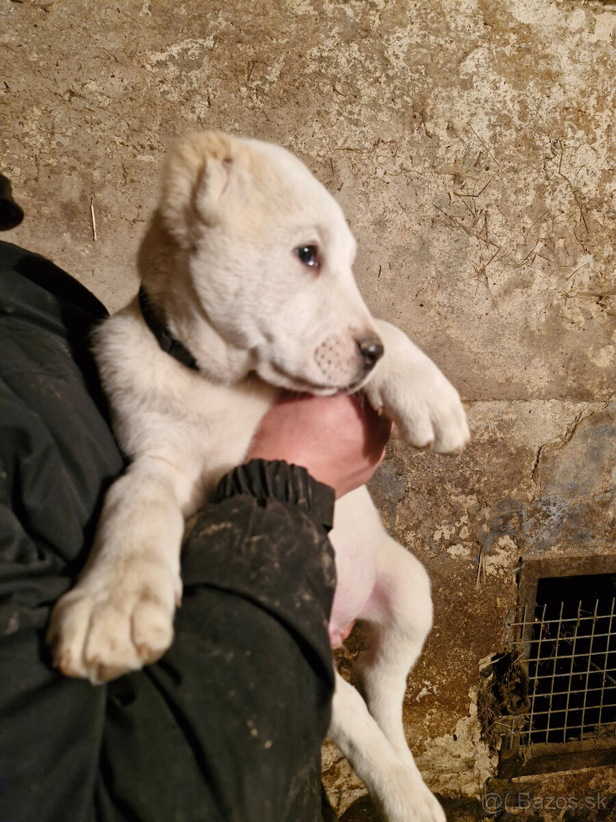 Stredoázijský ovčiak SAO s PP - 2