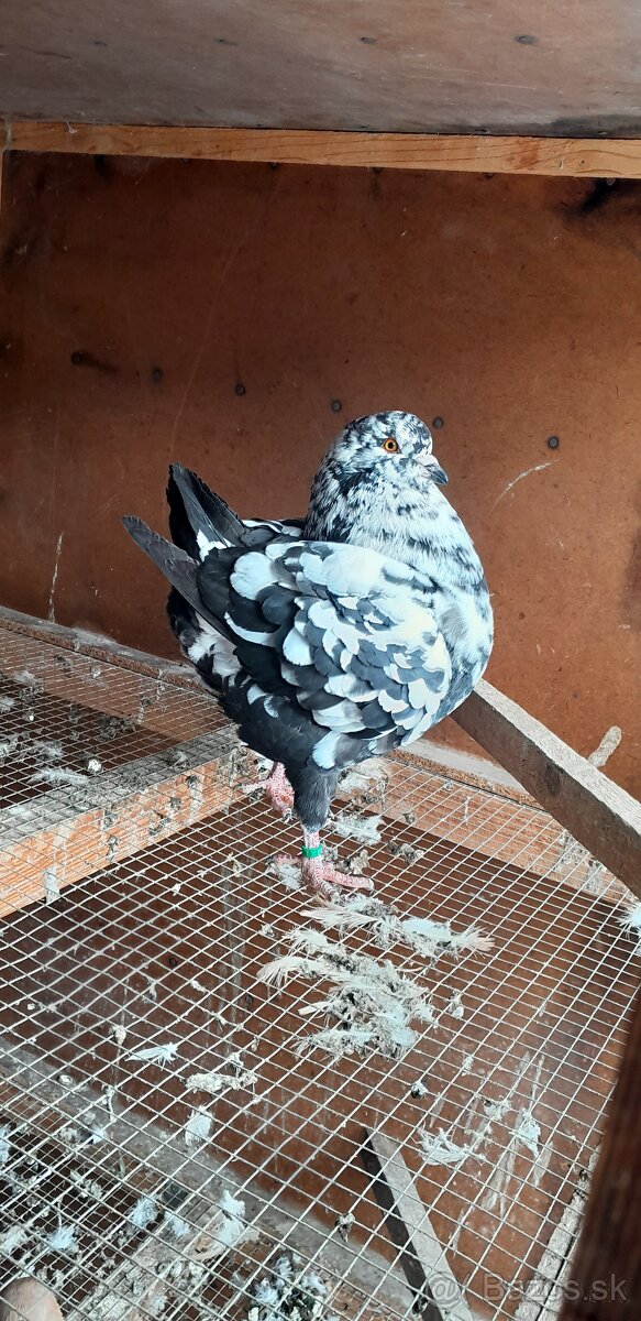 Americký King 2024 2025 samci. - 2