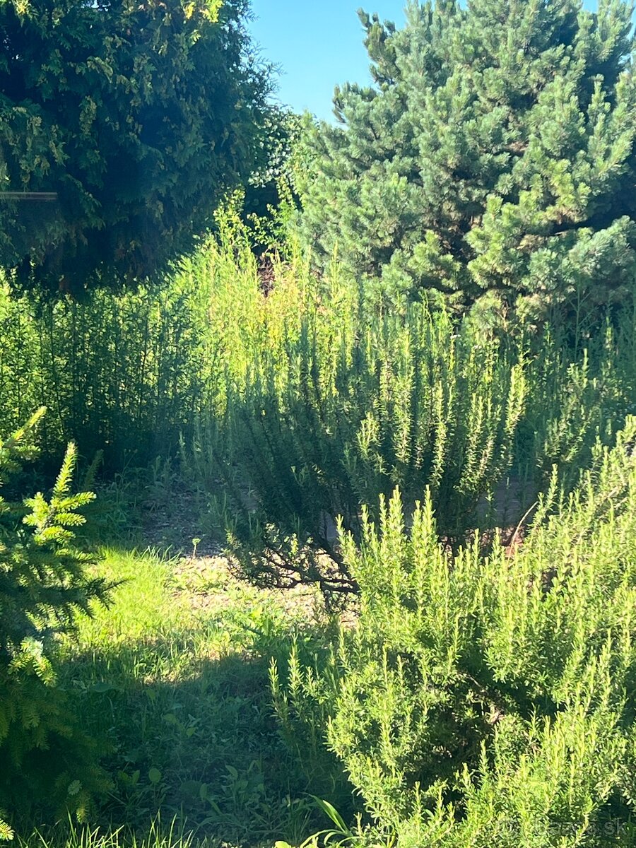 prenajom pozemku - 2