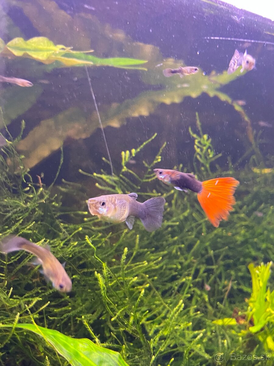 Gubky/Krevety/Prísavníky - 2