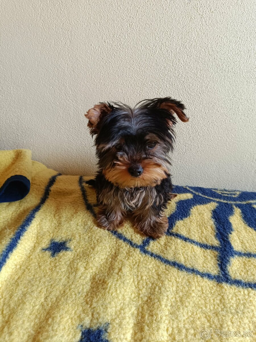 Yorkshirsky teriér Yorkshir - 2