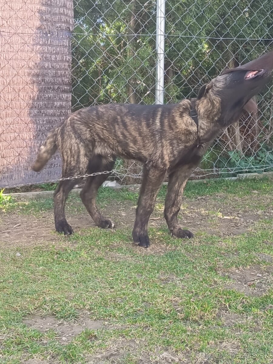 Holandský ovčiak - 2