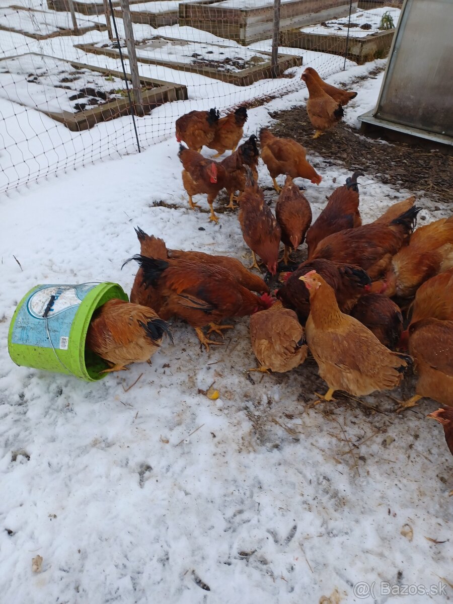 Násadové vajcia kalimero - 2