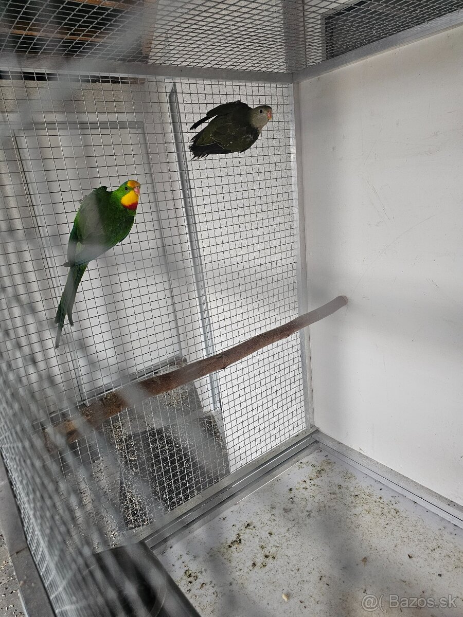 Papagaj nadherny baraband - 2