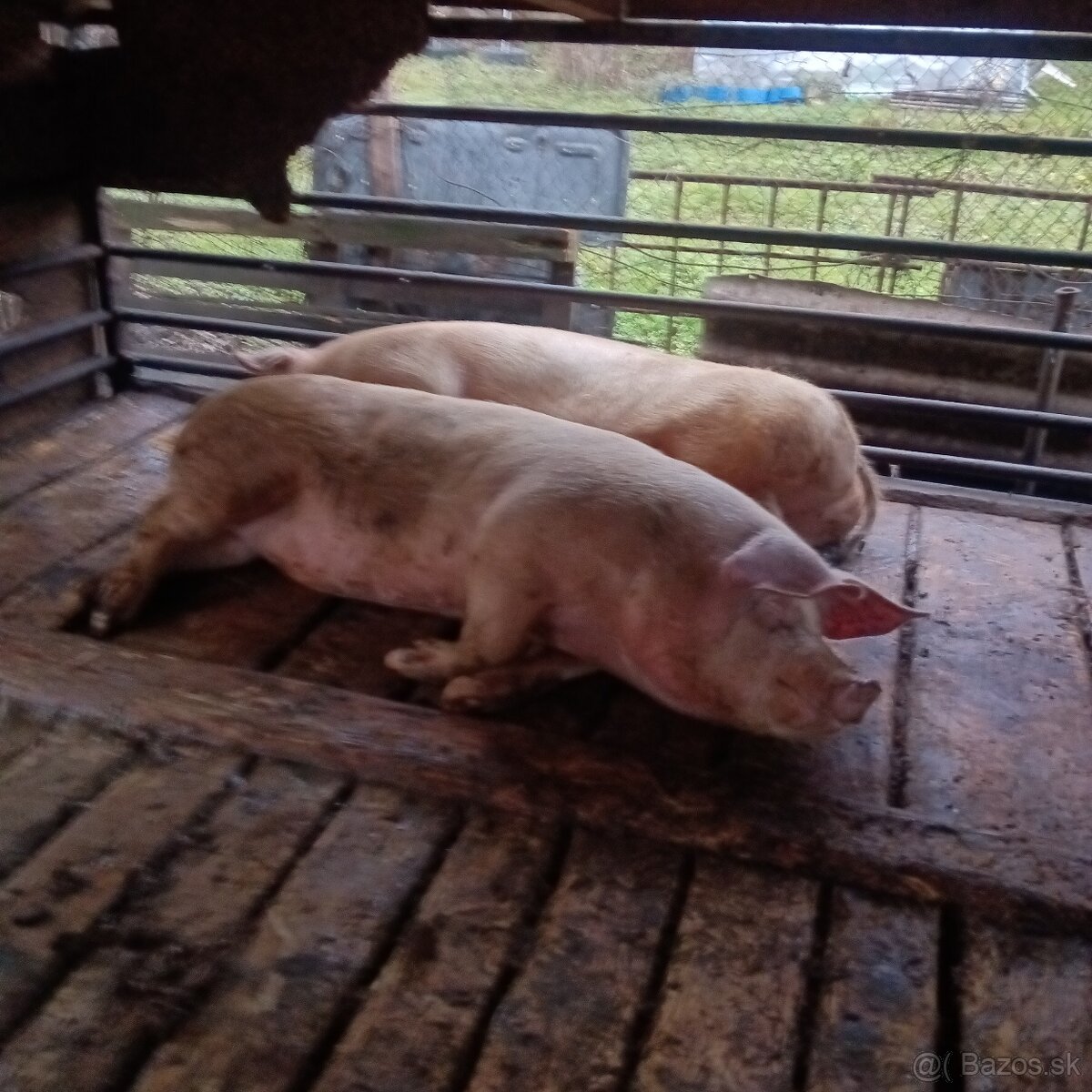 Jatocne prasata - 2