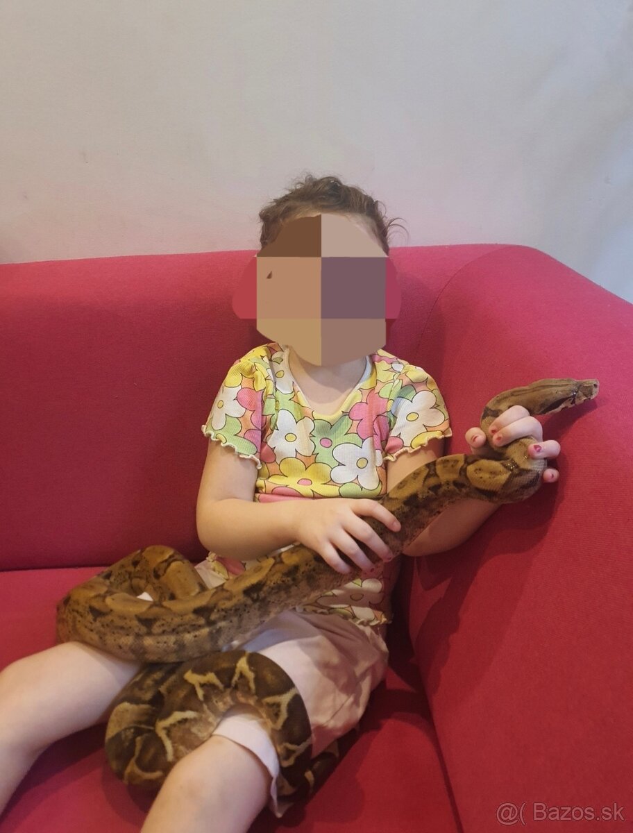 Veľhad kráľovský - 2