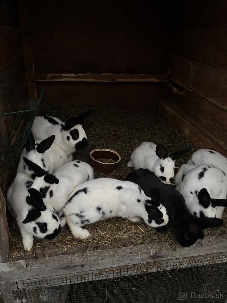 Predam česky strakac - 2