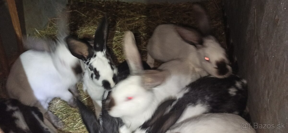 Predám králiky 3 mesačne krížence - 2