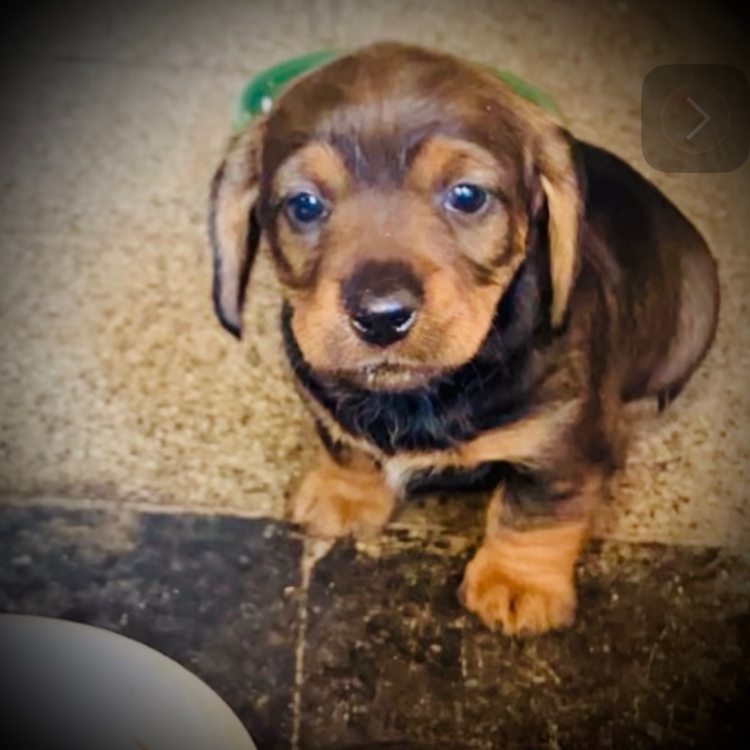 Šteniatka Jazvečík drsnoststý - 2