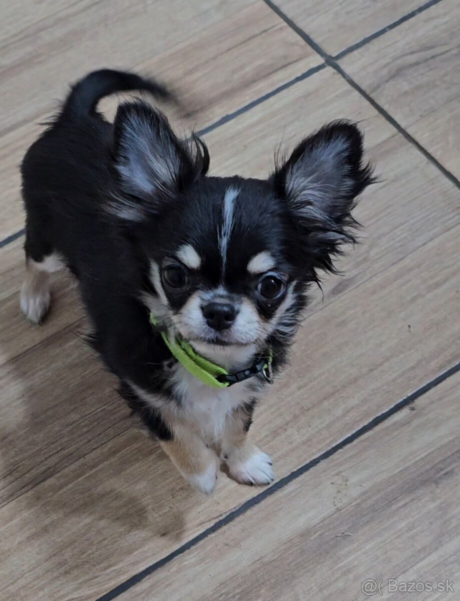 Čivava s pp mini - 2