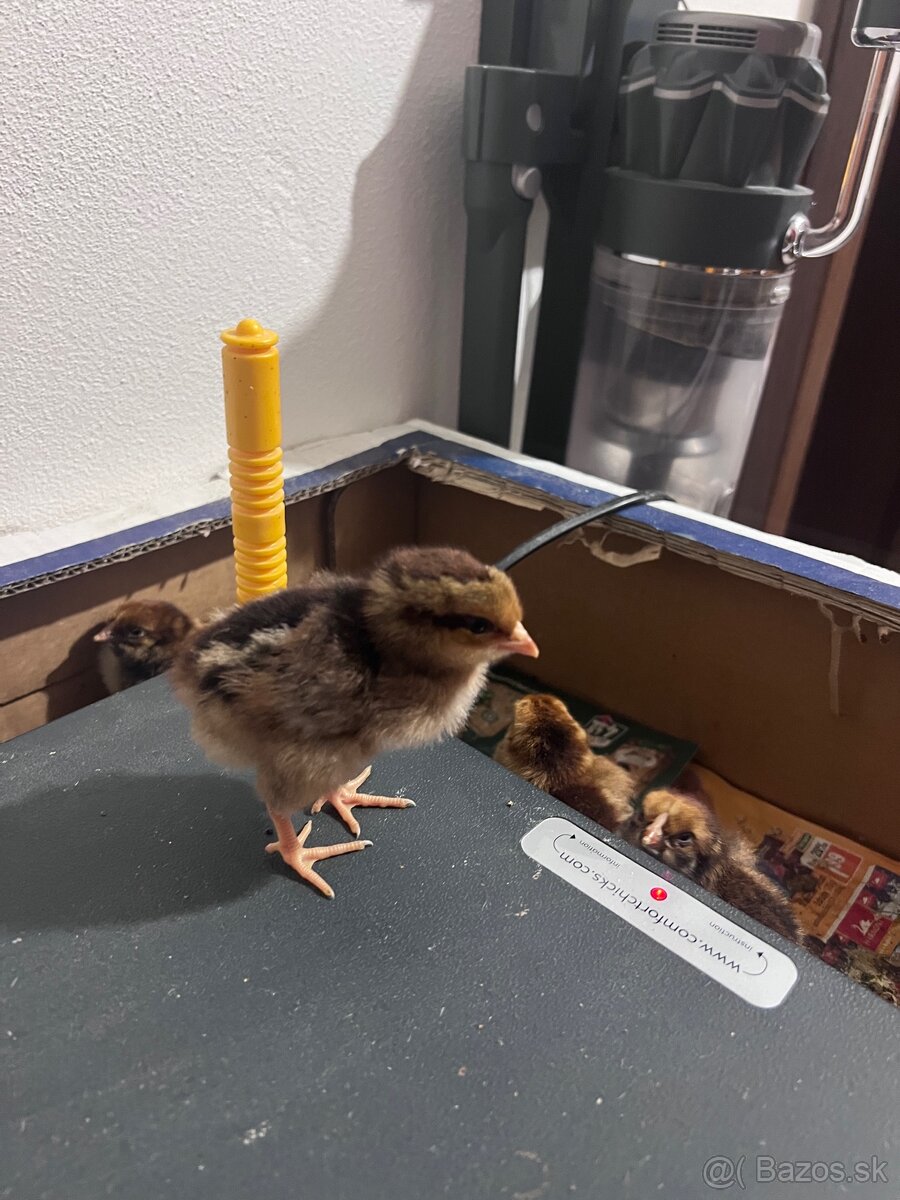 Predám kuriatka - 2