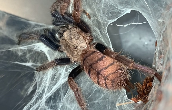 Tarantula,vtackár - 2