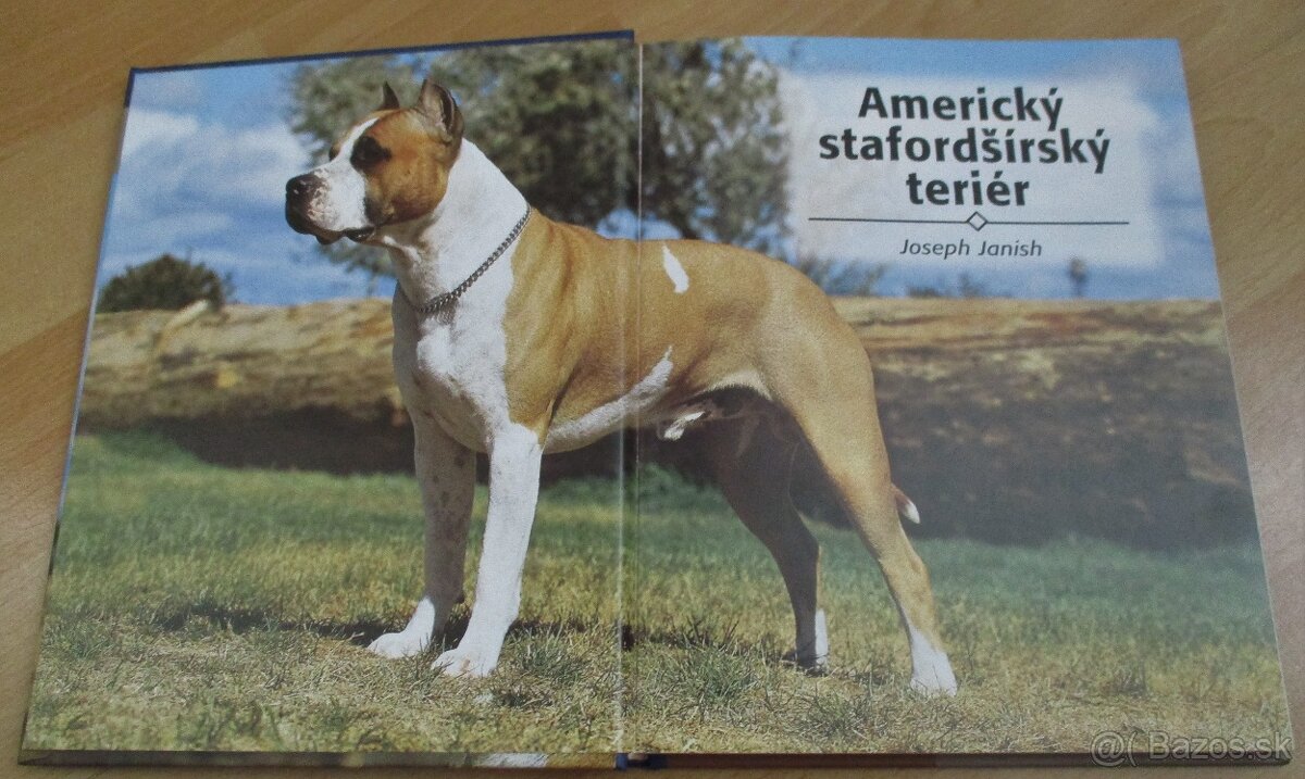 Americký stafordšírský teriér - 2