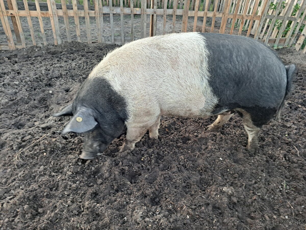 Predám kanca preštické plemeno - 2