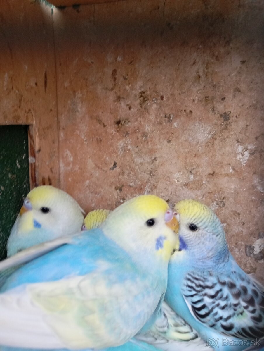 Mladé andulky - 2