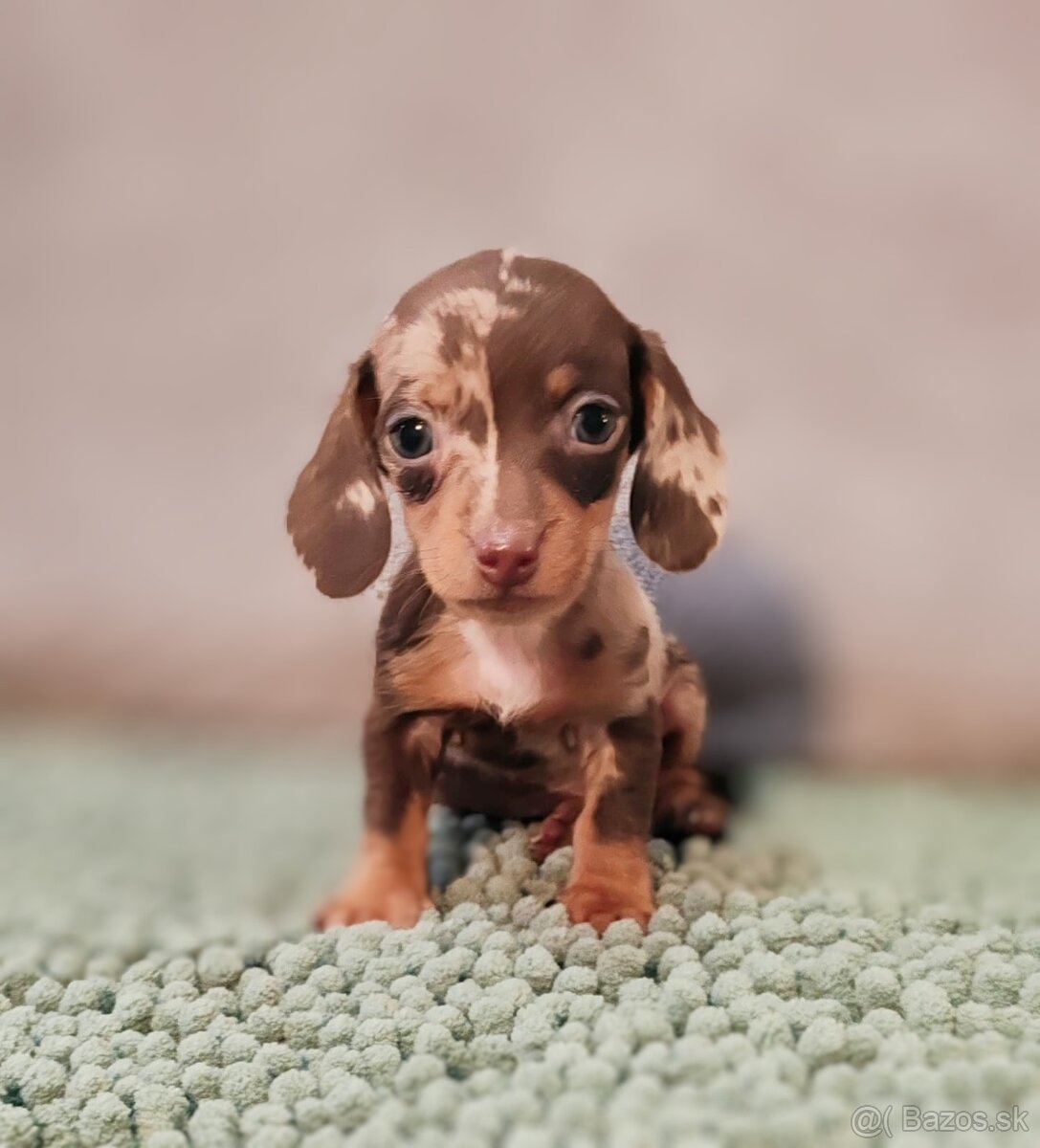 Jazvečík trpasličí - 2