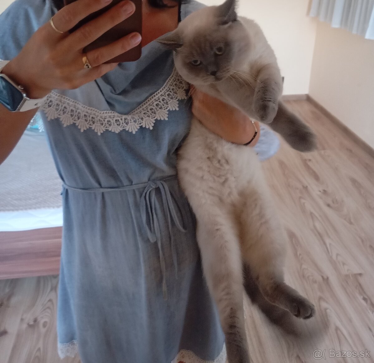 Britský kocúr na krytie - 2