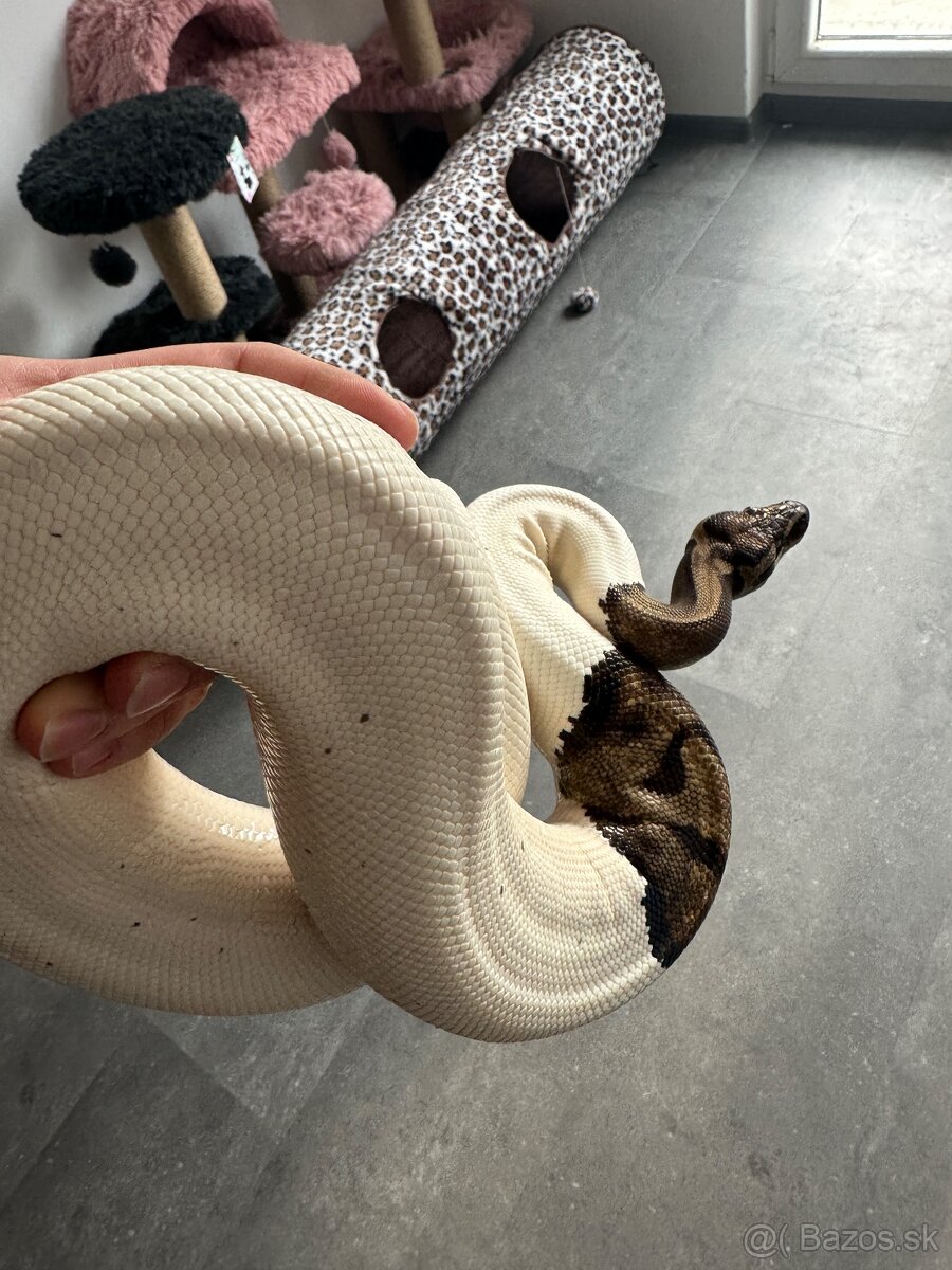 Python Kráľovský ( Python Regius ) - Piebald - 2