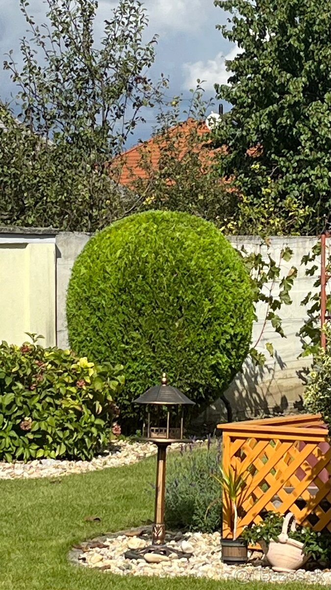 Pílenie stromov - 2