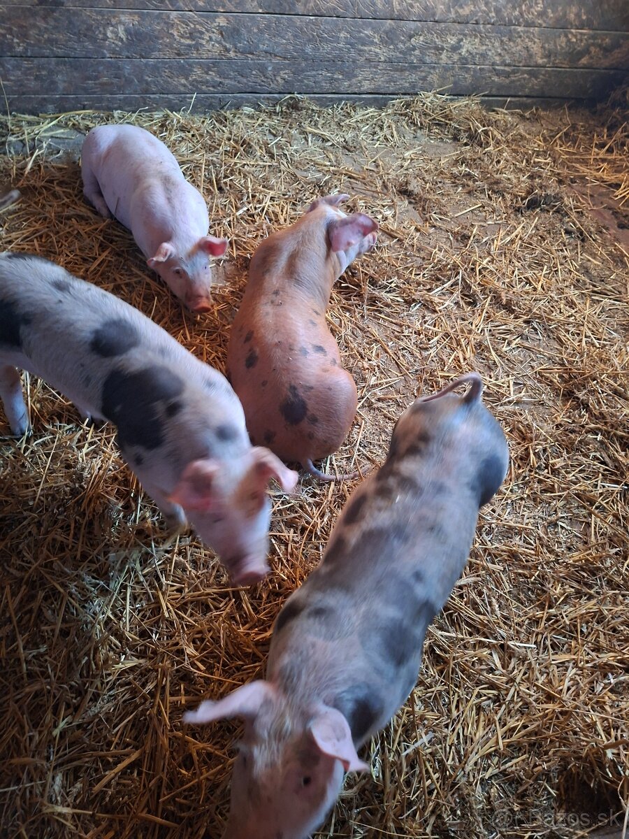 Predám prasiatka, odstavčatá - 2