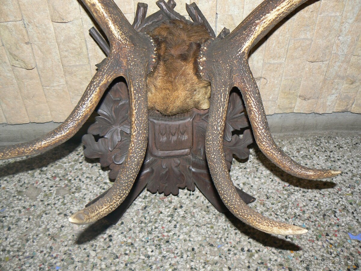 Staré jelení parohy - 2