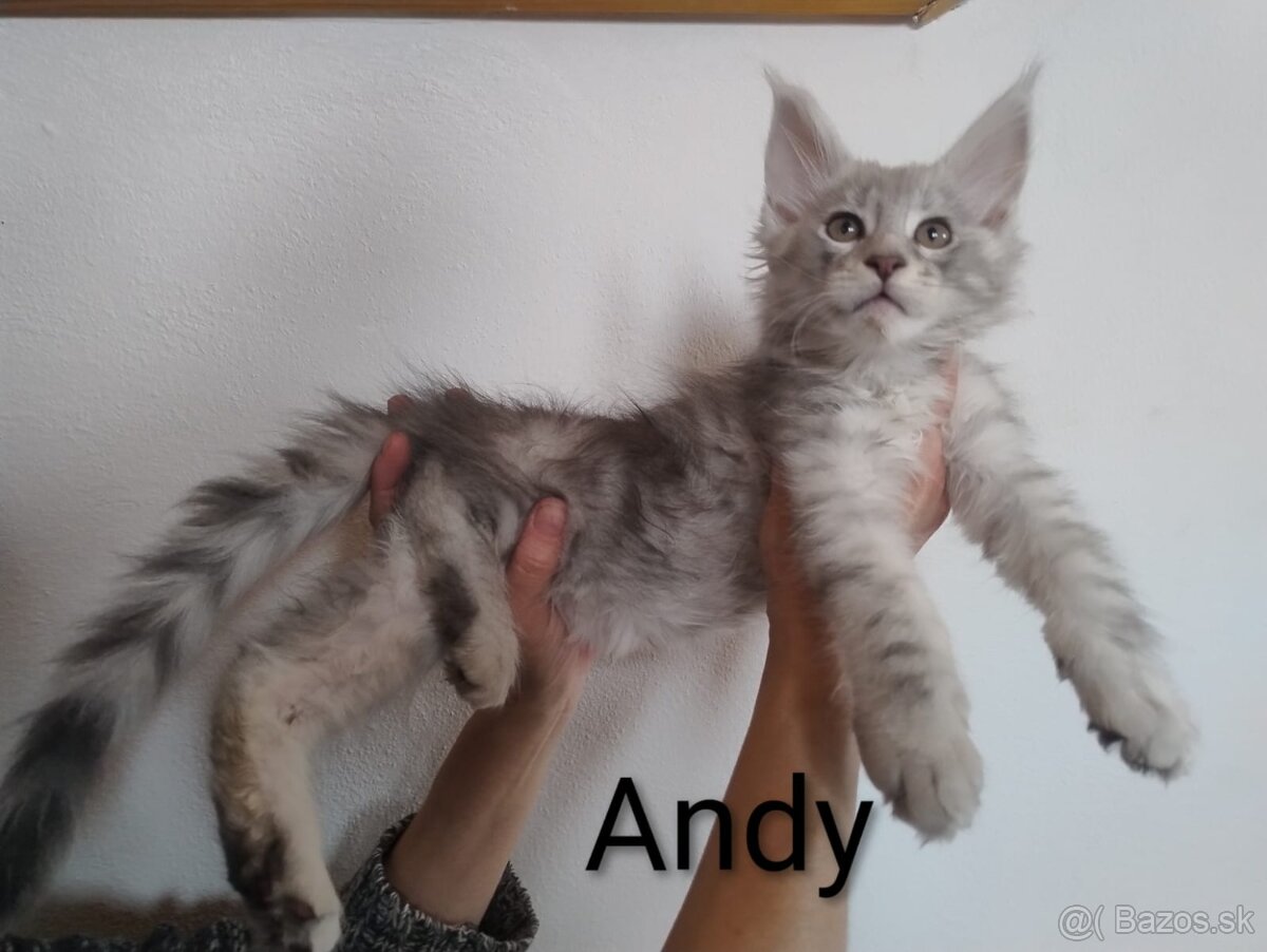 Mainská mývalia s PP - 2