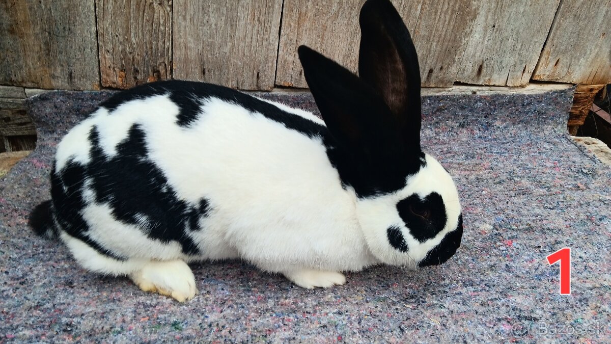 N.O. Strakoš, Kalifornsky - 2