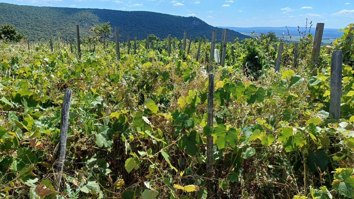 NA PREDAJ VINOHRAD O VÝMERE 514M2 - 2