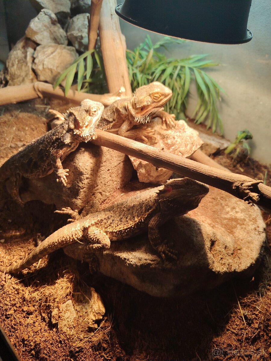 Agamy + terárium - 2