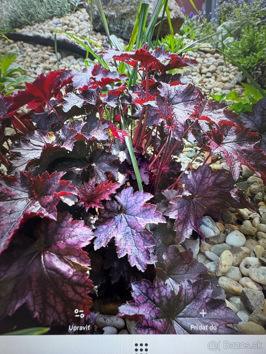 Heuchera - 2