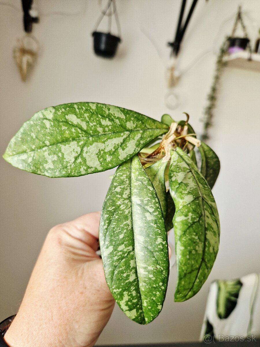Hoya crassipetiolata splash - 2